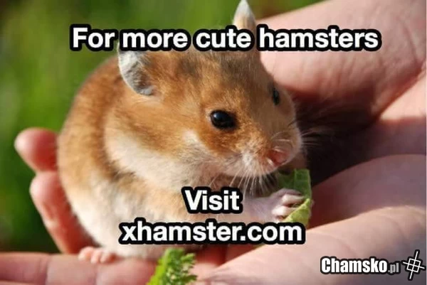 For more cute haamsters