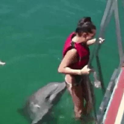 Zboczony delfin